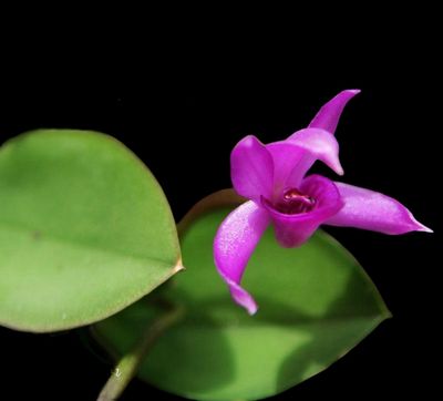 Meiracyllium wendlandii Orchid