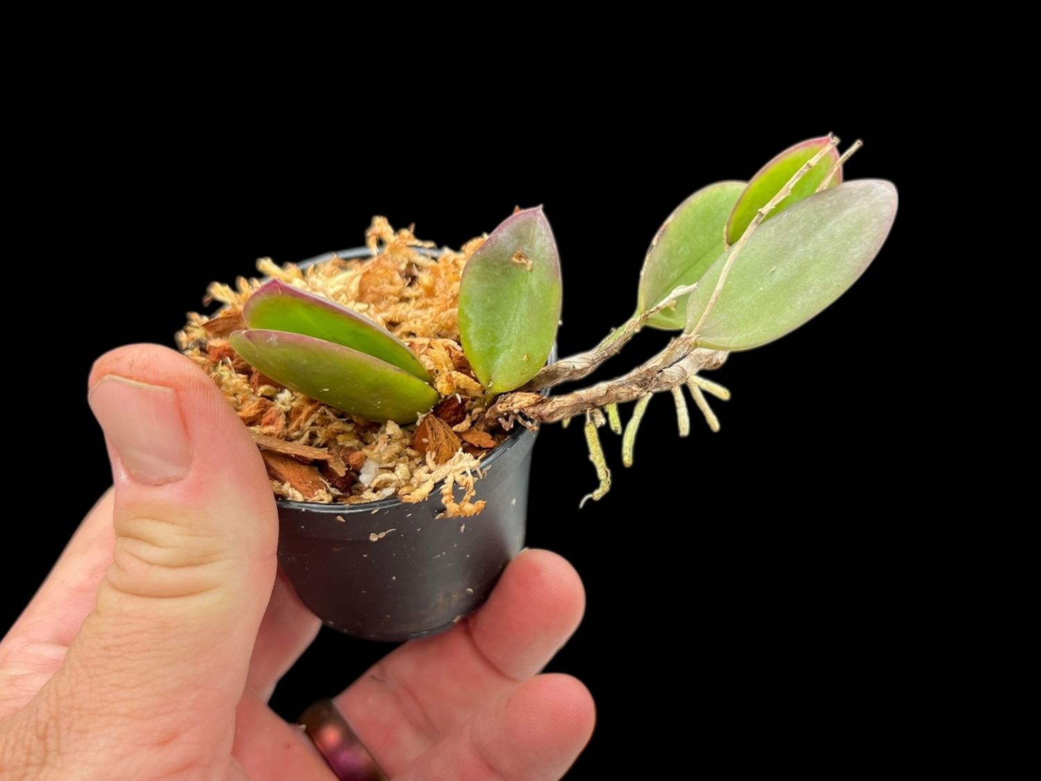 Meiracyllium wendlandii Orchid