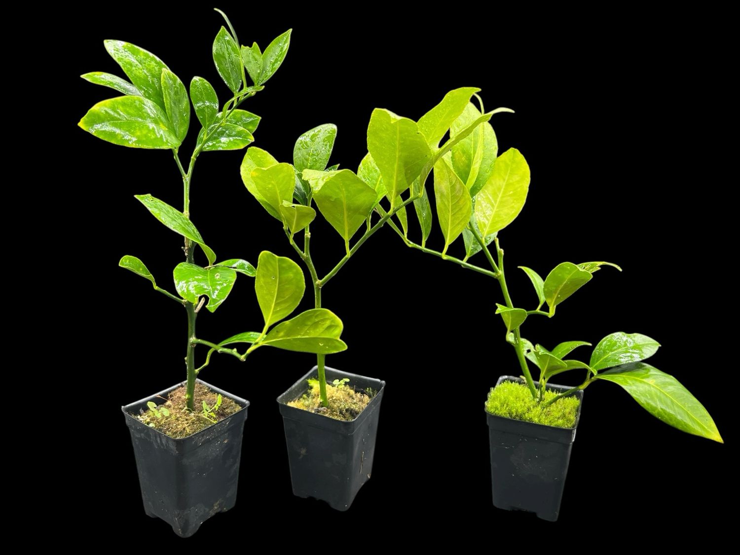Improved Meyer lemon Citrus - Citrus × meyeri ‘Improved’ 