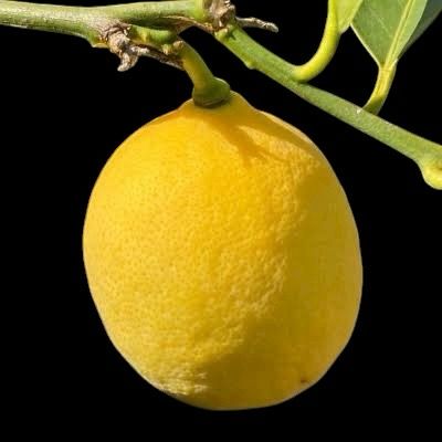 Improved Meyer lemon Citrus - Citrus × meyeri ‘Improved’ 