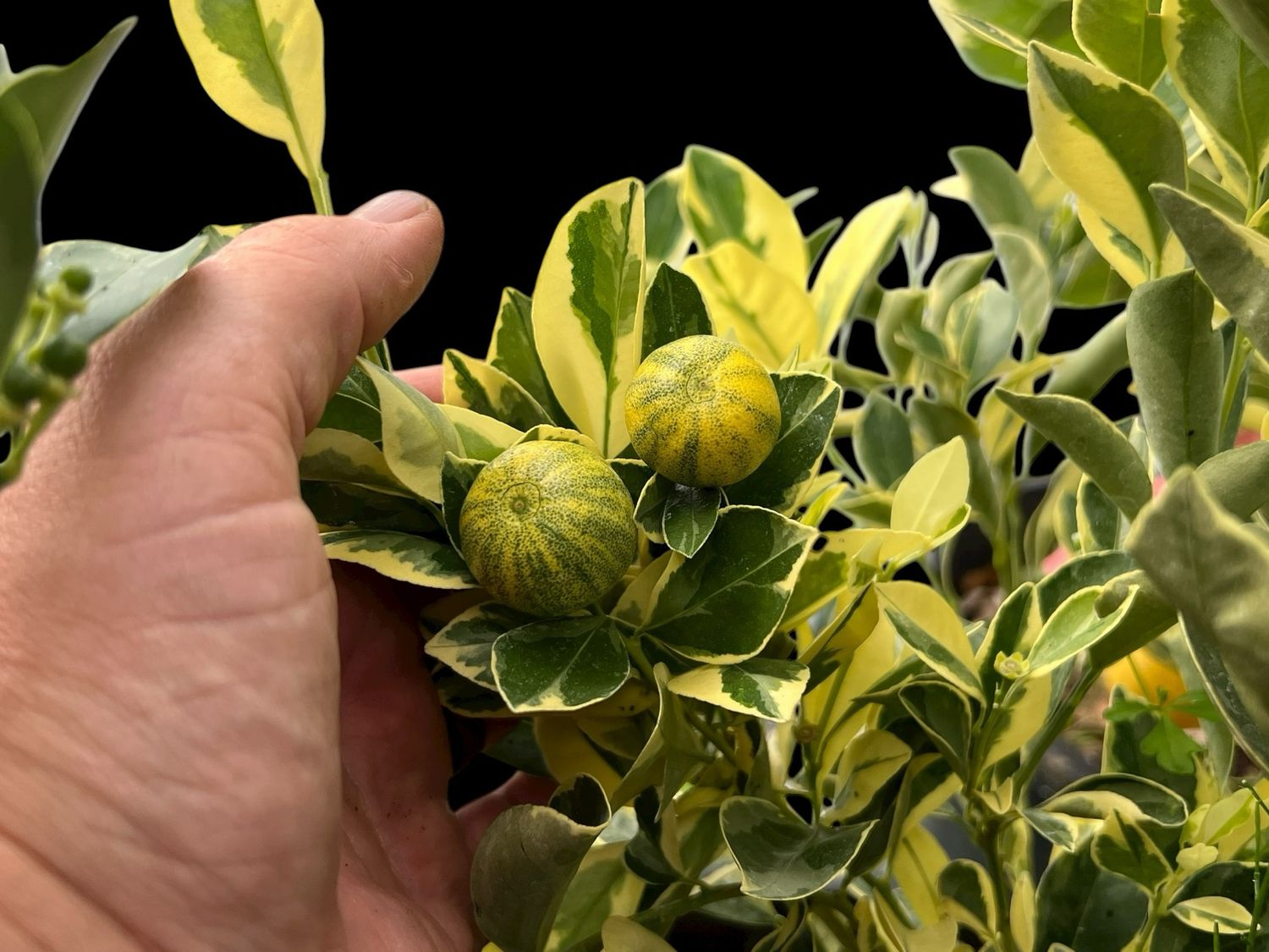 Variegated Calamondin Orange -Citrus × microcarpa ‘Variegata’ citrus