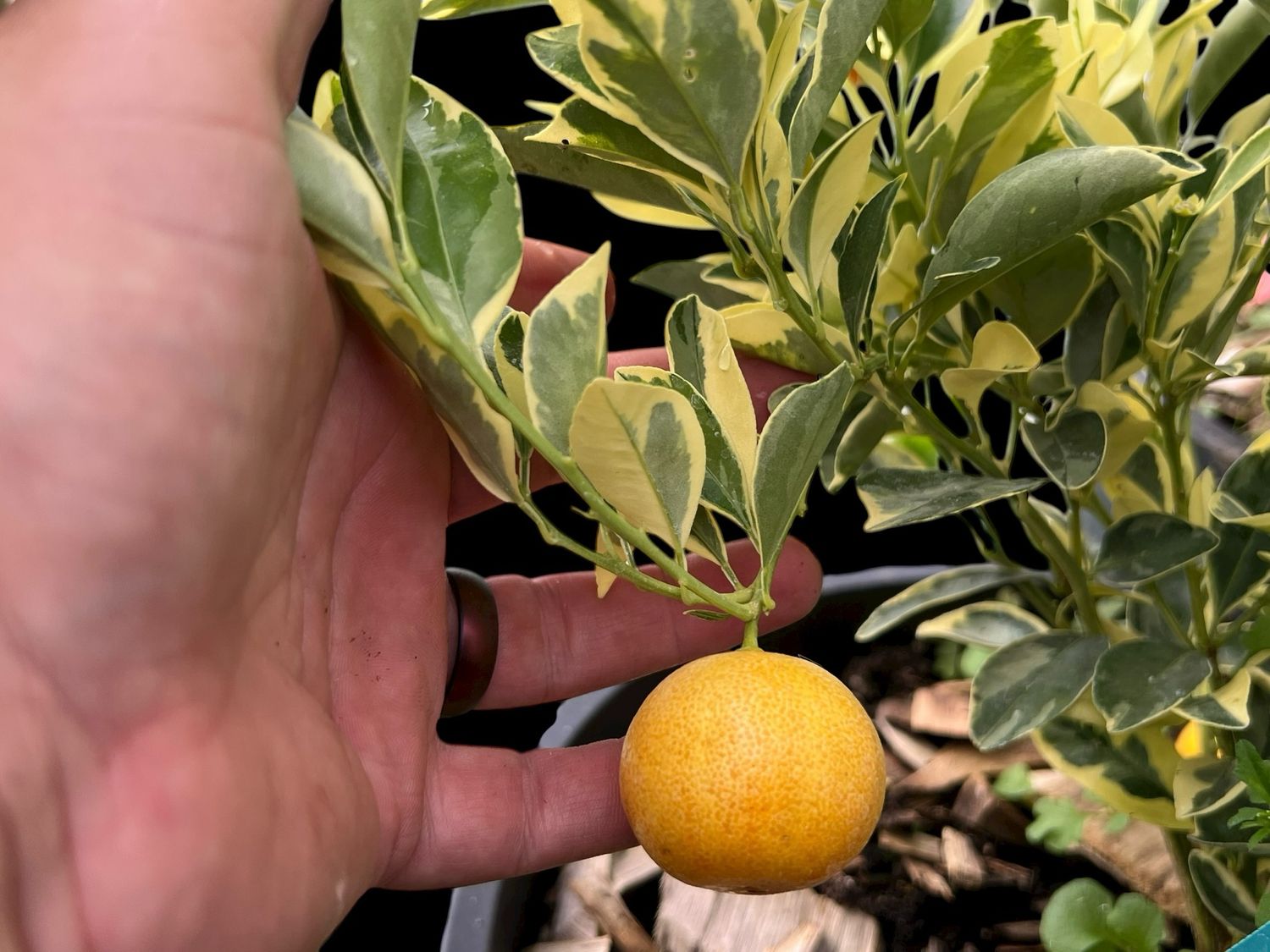 Variegated Calamondin Orange -Citrus × microcarpa ‘Variegata’ citrus