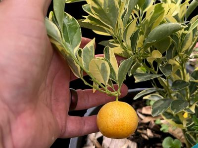 Variegated Calamondin Orange -Citrus × microcarpa ‘Variegata’ citrus