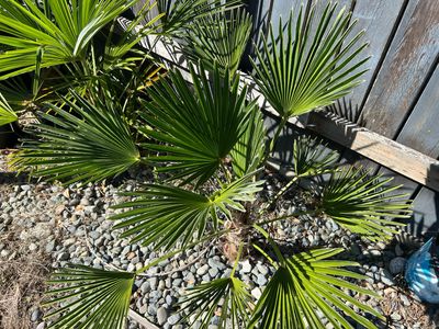 Trachycarpus wagnerianus, &quot;Waggie Palm&quot; (Medium)
