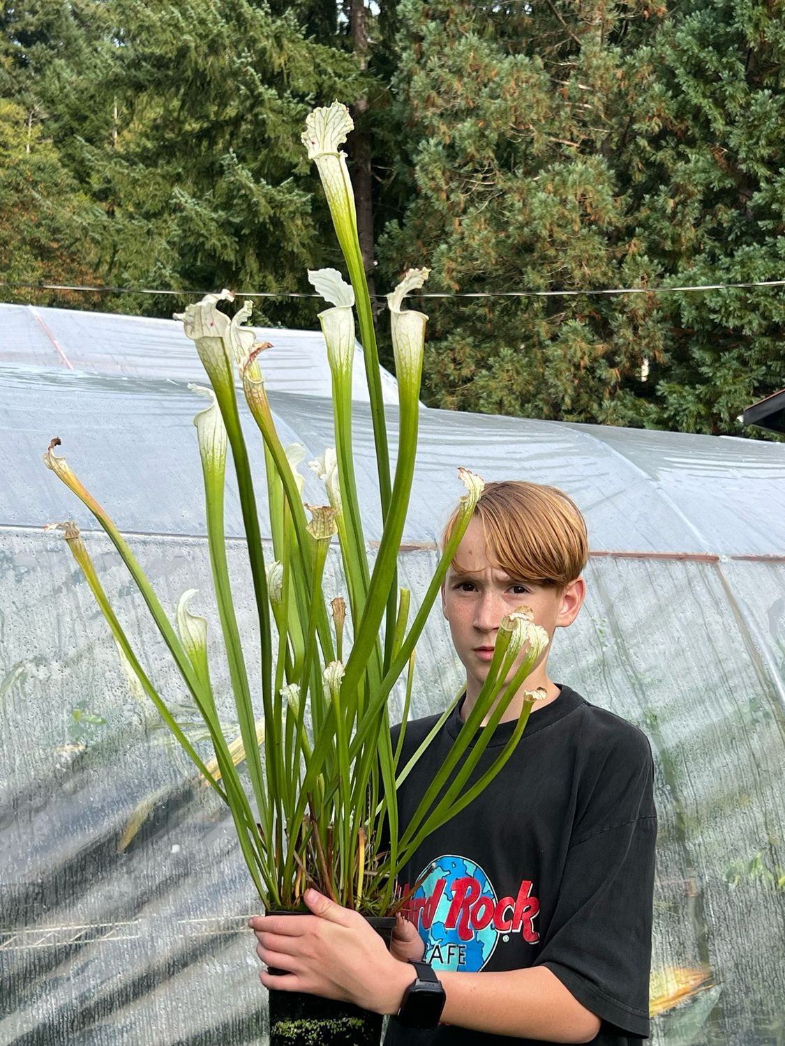 Sarracenia leucophylla ‘ Schnell's Ghost’ BGH L11 Division! 