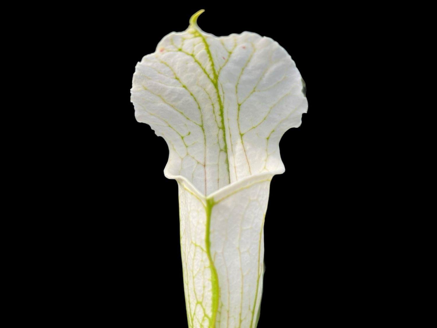 Sarracenia leucophylla ‘ Schnell&#39;s Ghost’ BGH L11 Division! 
