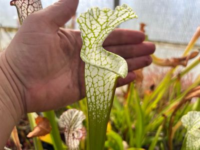 Sarracenia leucophylla ‘Hurricane Creek White Clone E ‘Mike Wang - Divisions 