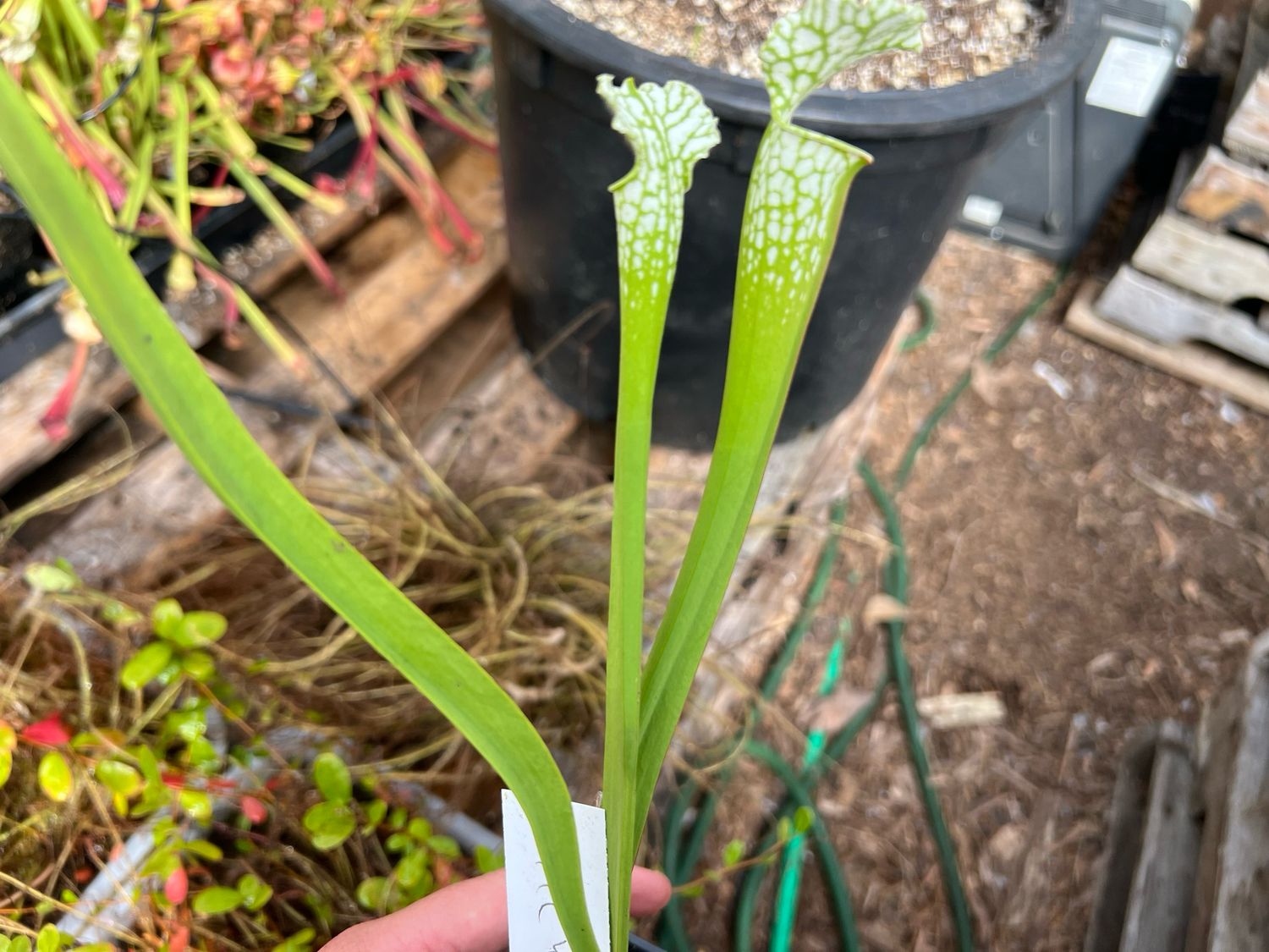 Sarracenia leucophylla ‘Hurricane Creek White Clone E ‘Mike Wang - Divisions 