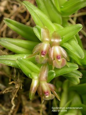 Epidendrum schlechterianum Orchid