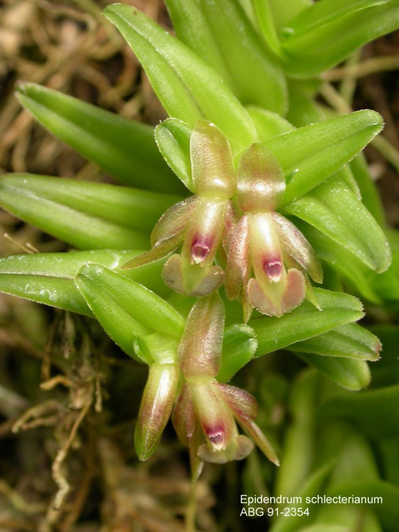 Epidendrum schlechterianum Orchid