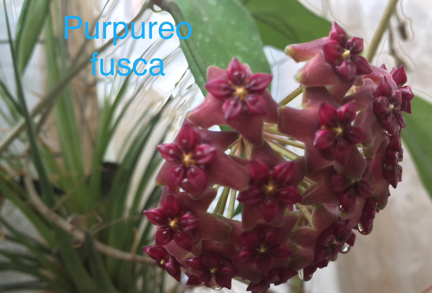 Hoya purpureofusca