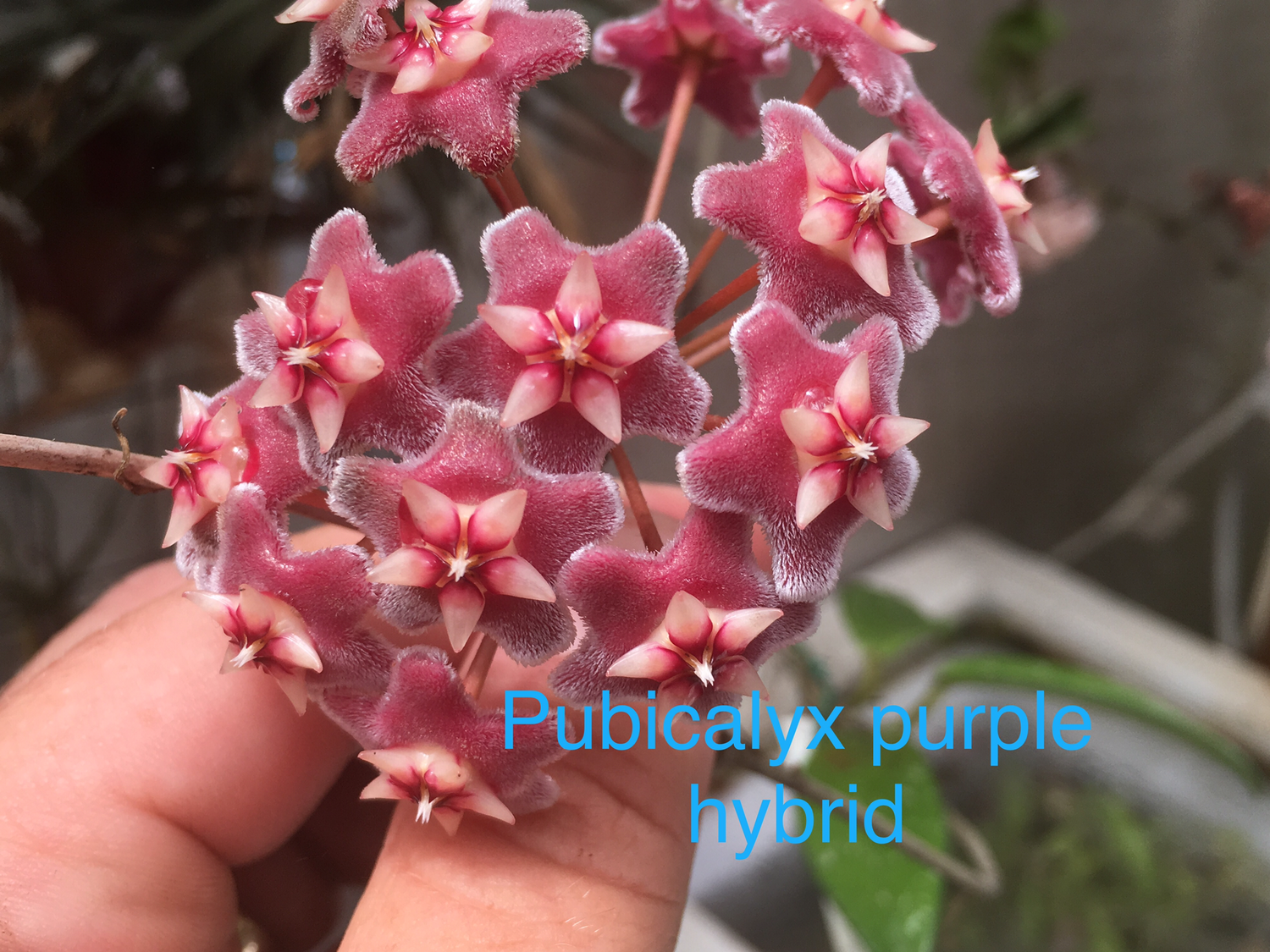 Hoya pubicalyx purple hybrid