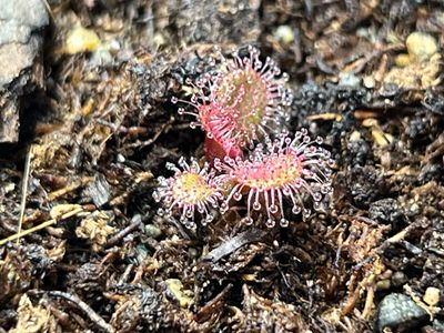Drosera browniana , Forrestania, Au. (Red Form) - Very Limited!