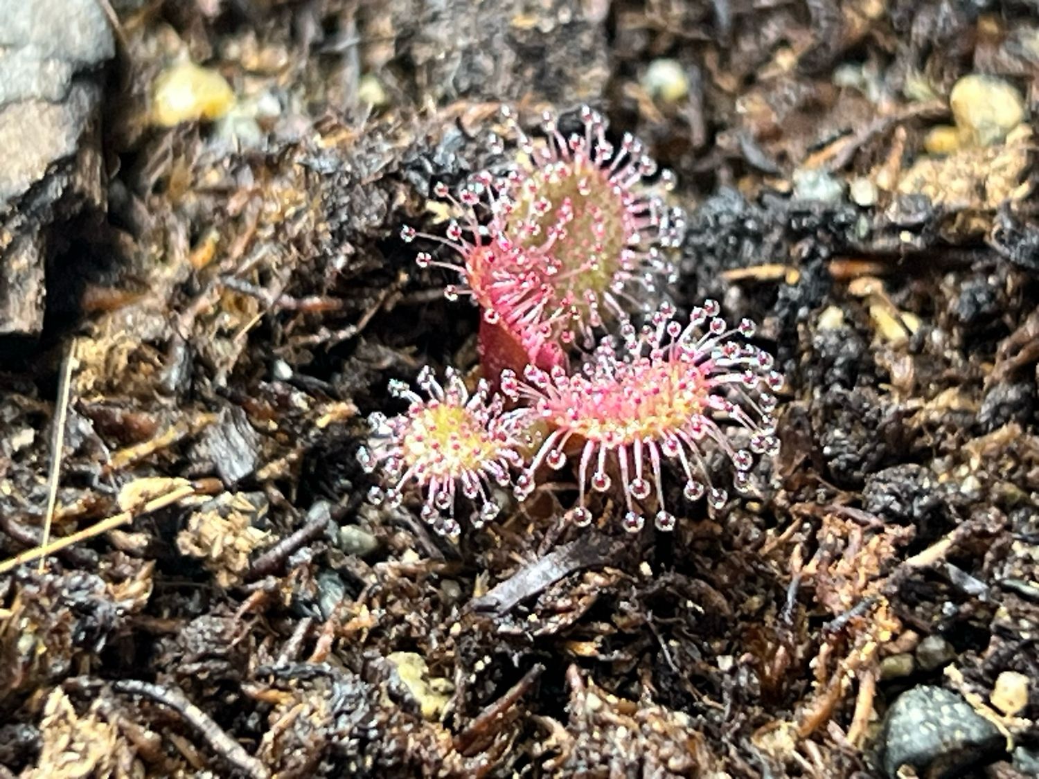 Drosera browniana , Forrestania, Au. (Red Form) - Very Limited!
