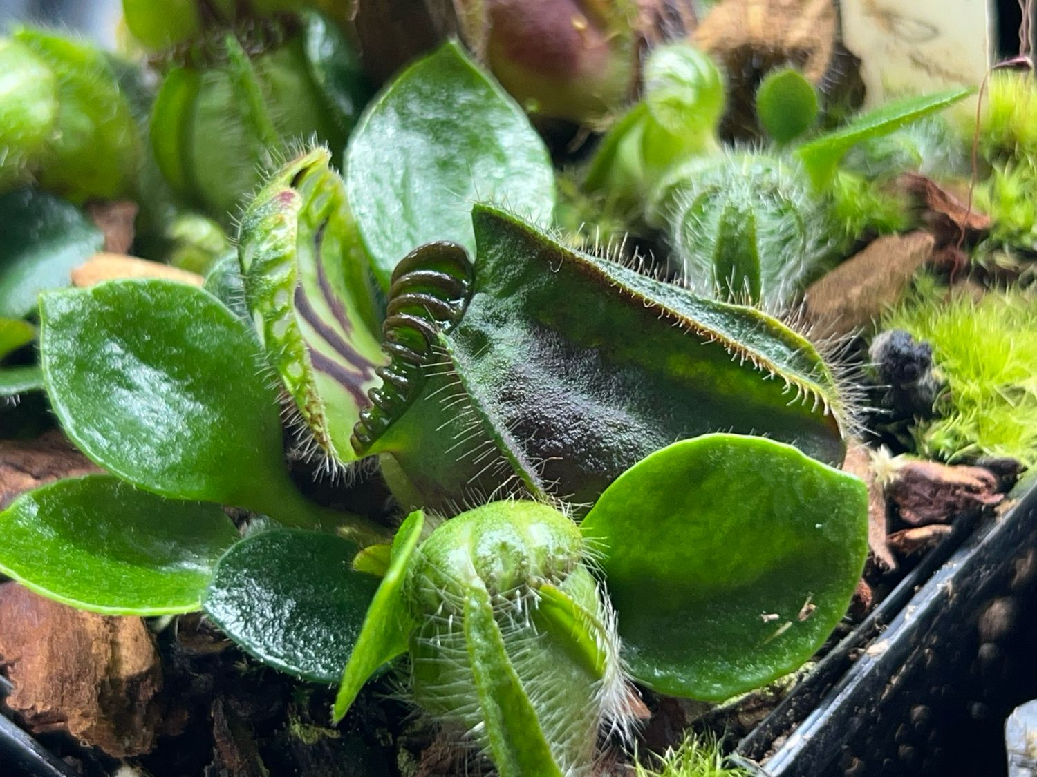 Cephalotus - “Big Boy”
