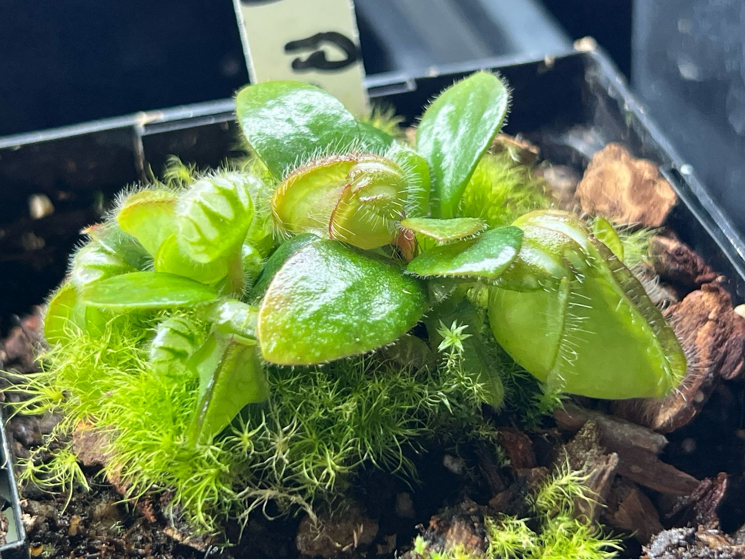 Cephalotus - “Big Boy”