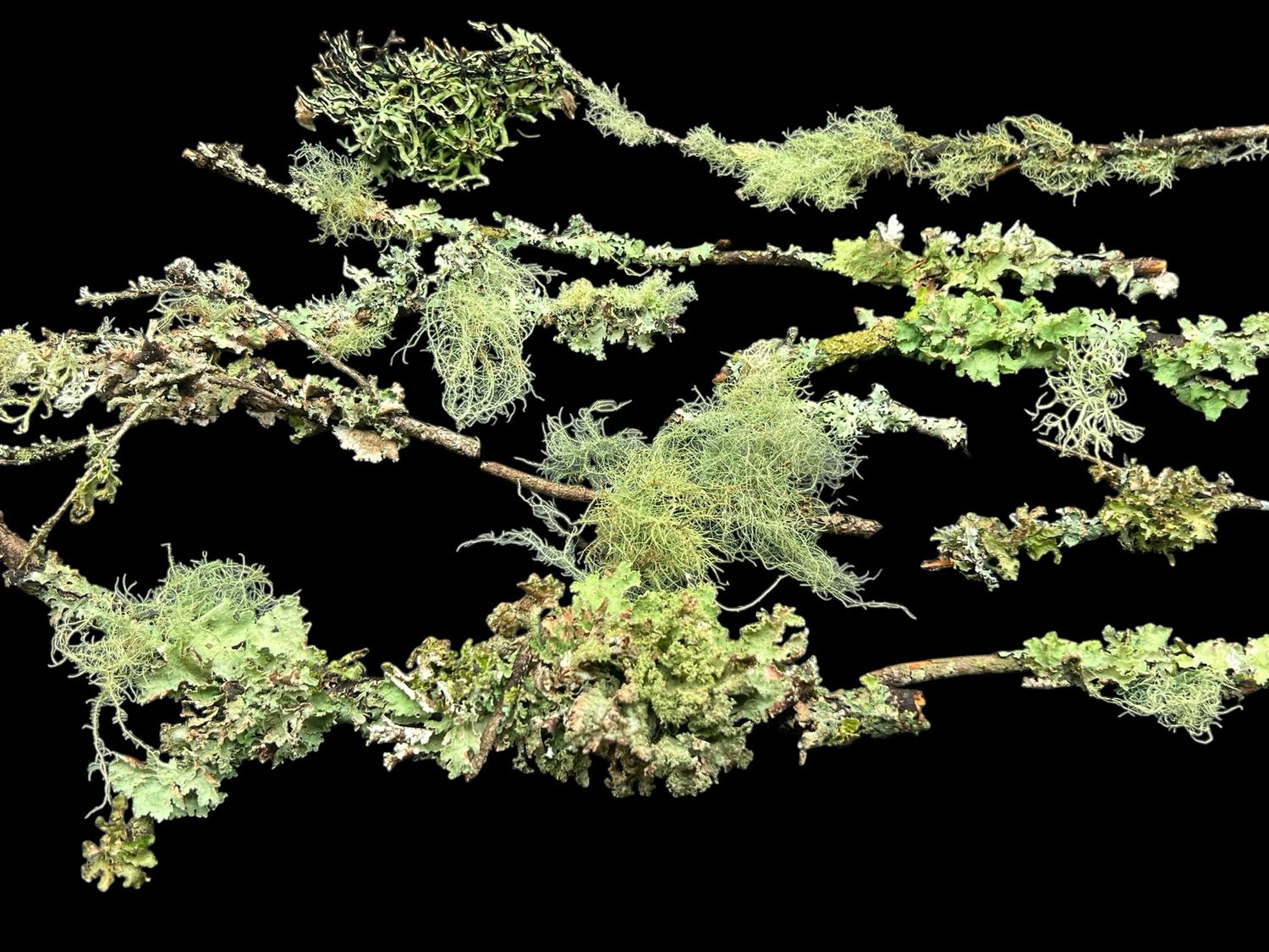 Live Lichen Assortment (10-Pack) – Usnea, Hypogymnia, Evernia, Ramalina &amp; More 