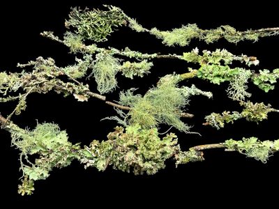 Live Lichen Assortment (10-Pack) – Usnea, Hypogymnia, Evernia, Ramalina &amp; More 