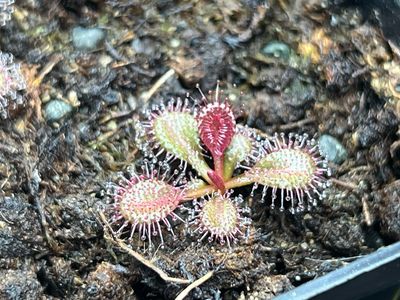 Drosera browniana , Forrestania, Au. (Red Form) - Very Limited!