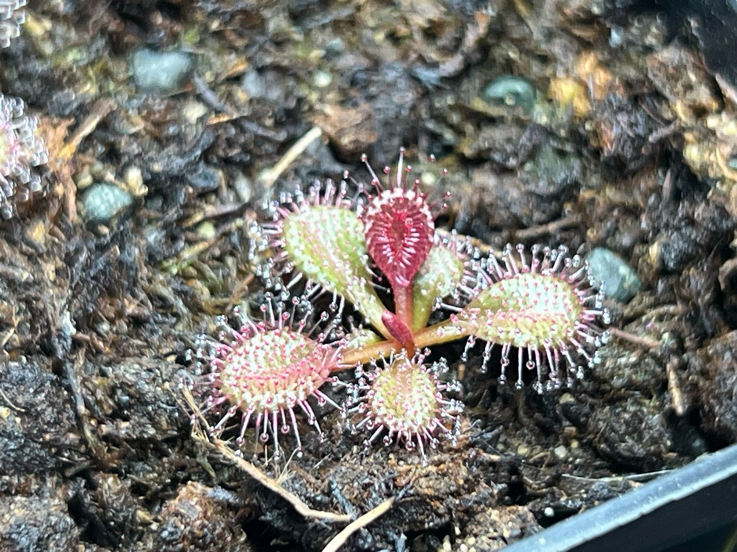 Drosera browniana , Forrestania, Au. (Red Form) - Very Limited!