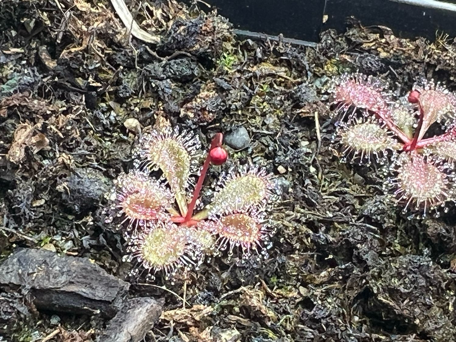 Drosera browniana , Forrestania, Au. (Red Form) - Very Limited!