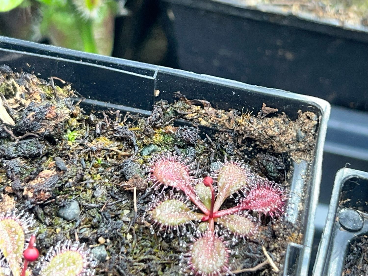 Drosera browniana , Forrestania, Au. (Red Form) - Very Limited!