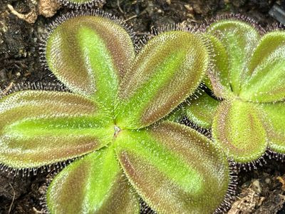 Drosera squamosa - Laterite Growing form, Kurragullen, W. Au.