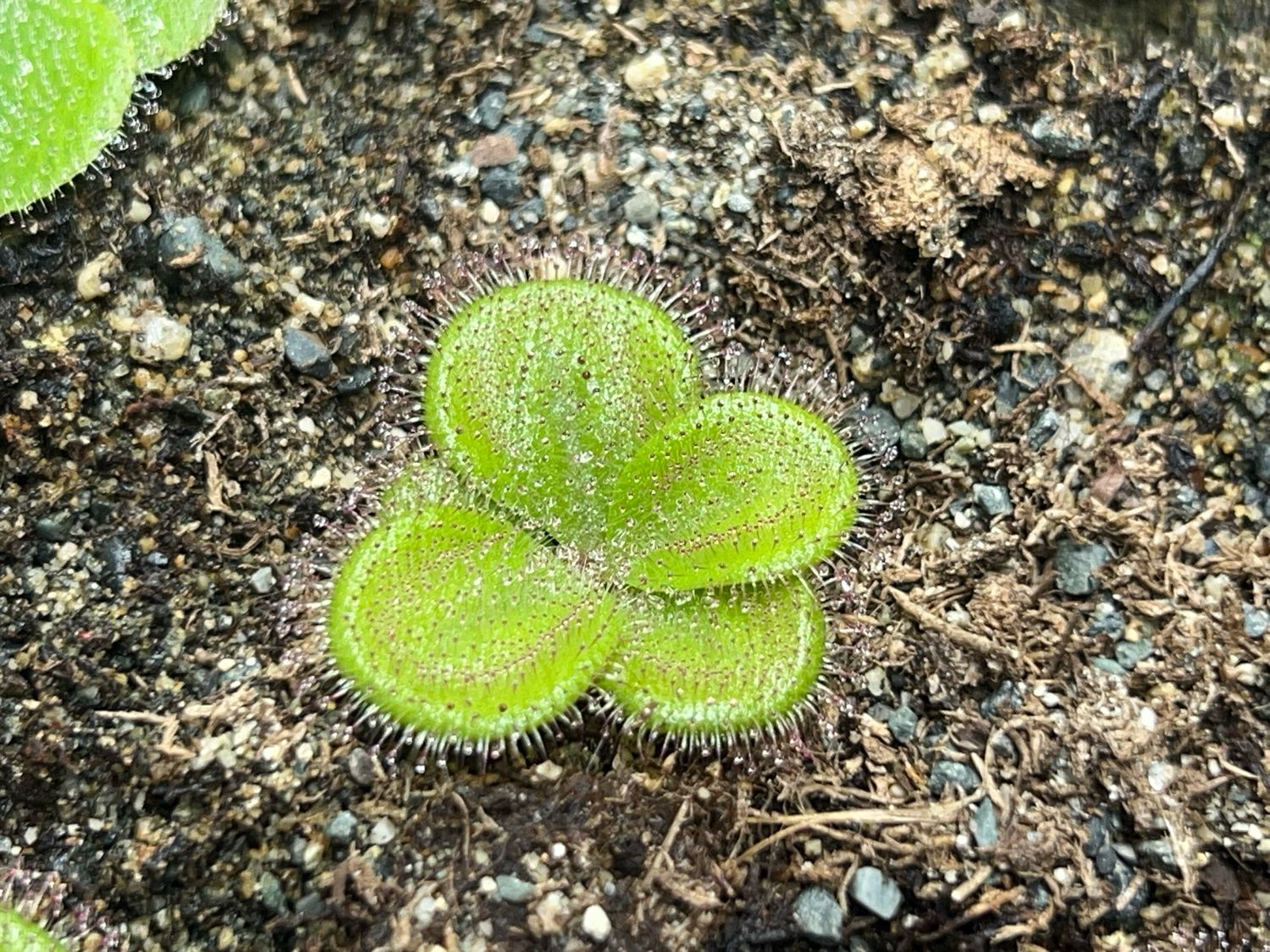 Drosera squamosa - Sand form, Yarloop, W. Au.