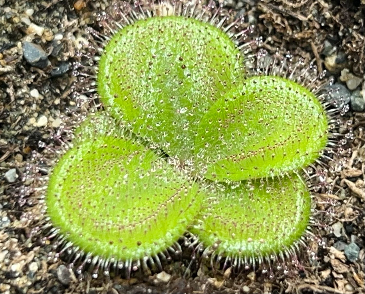Drosera squamosa - Sand form, Yarloop, W. Au.