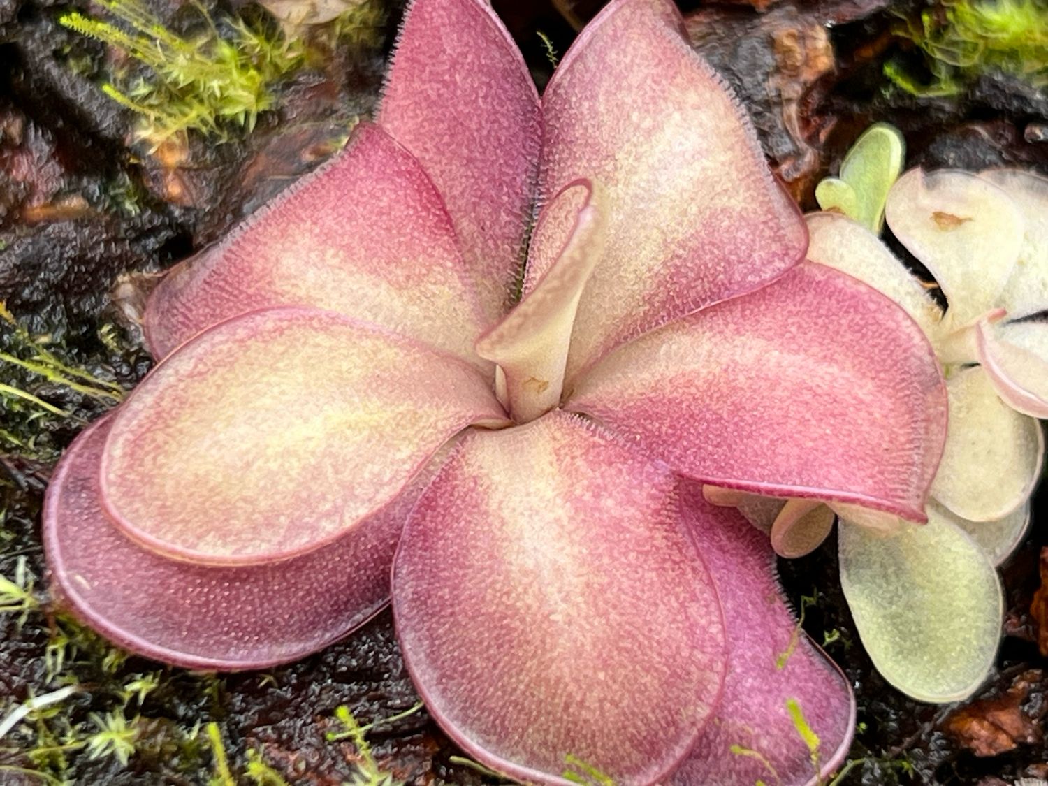 Pinguicula Lavender Lacewing (small) Limited!