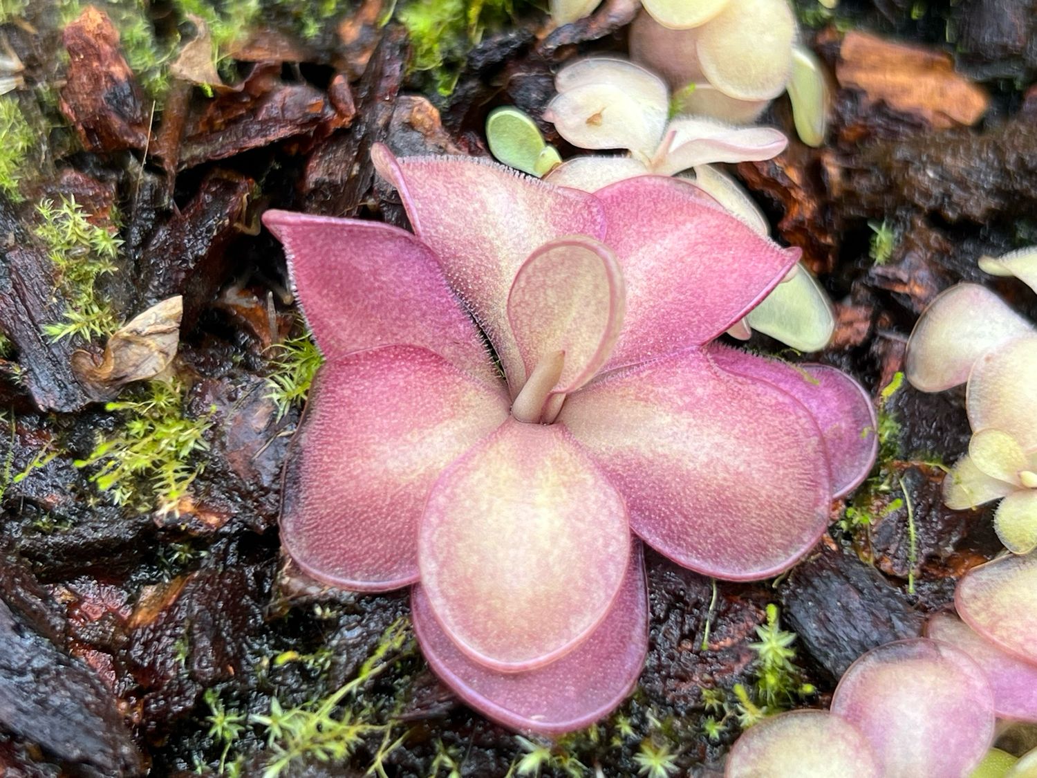 Pinguicula Lavender Lacewing (small) Limited!