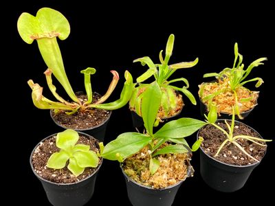 Basic Beginners Carnivorous Plant Starter Kit