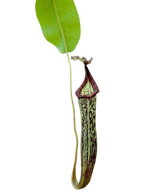 Nepenthes maxima x vogelii BE-3728