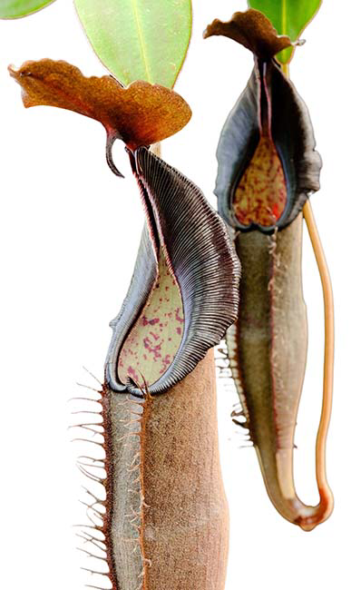 Nepenthes lingulata - BE3463