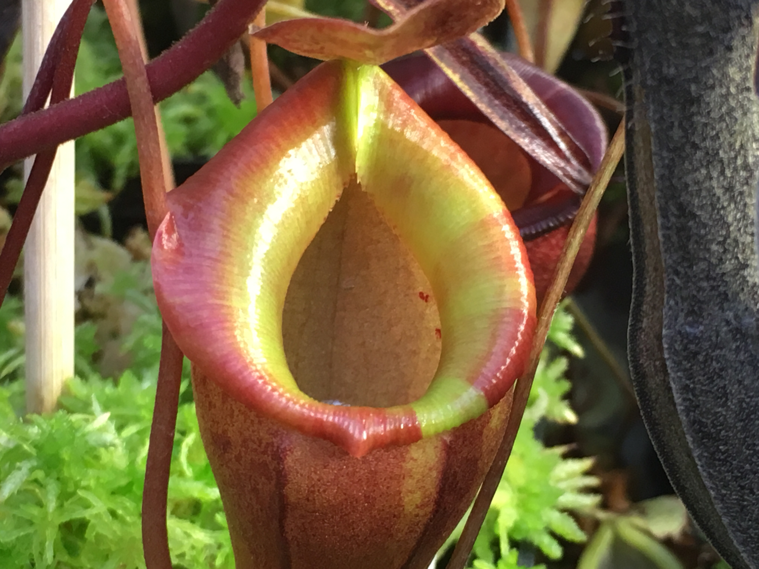 Nepenthes flava seed grown