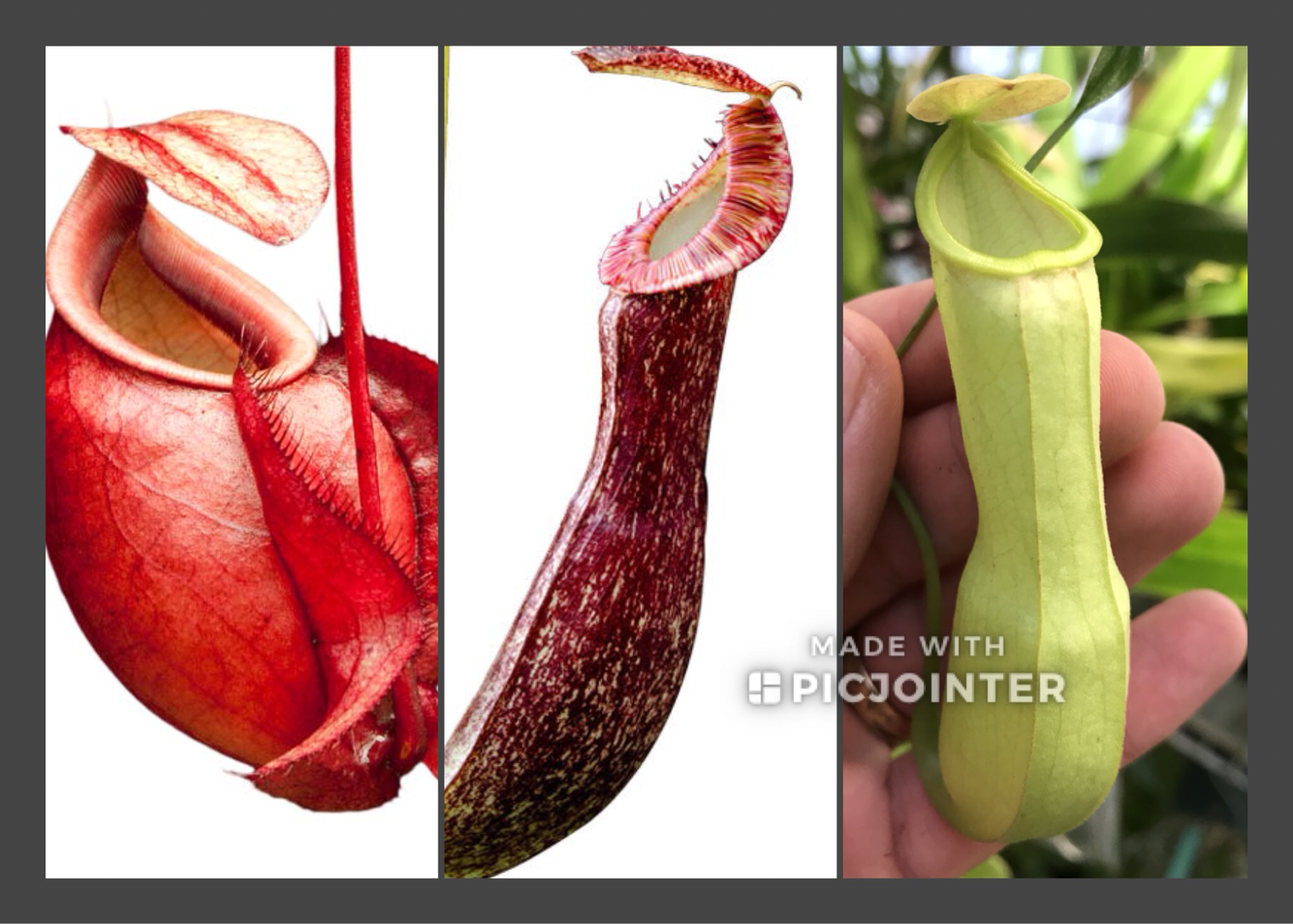 Nepenthes mirabilis Starter Pack