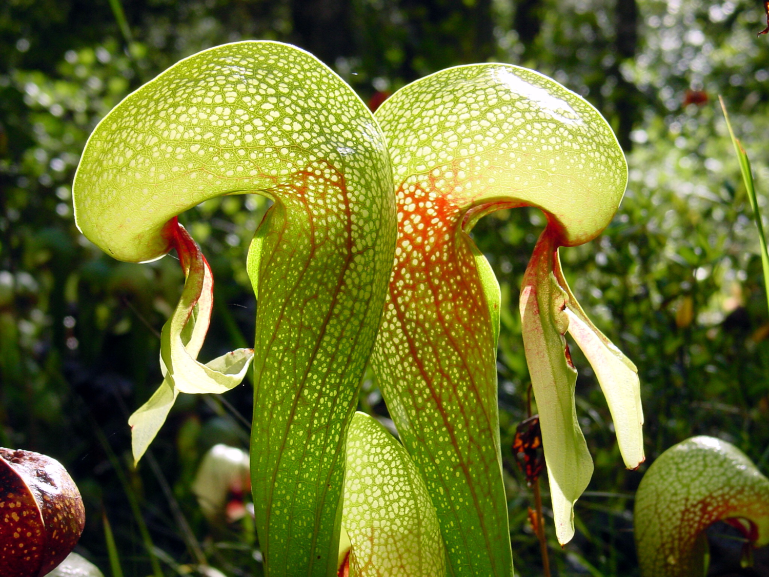 Darlingtonia californica “Cobra Lily” large adult plant