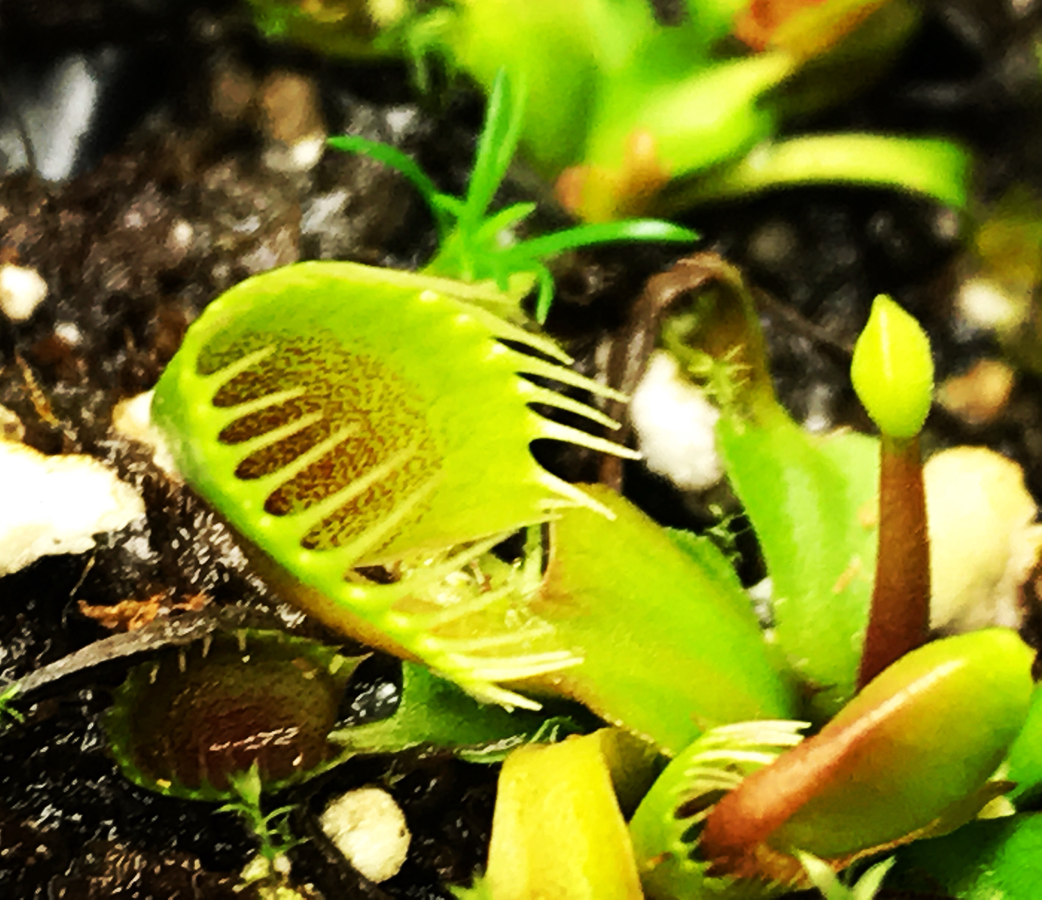 Dionaea muscipula ‘Cup Trap’ Venus Flytrap (small)