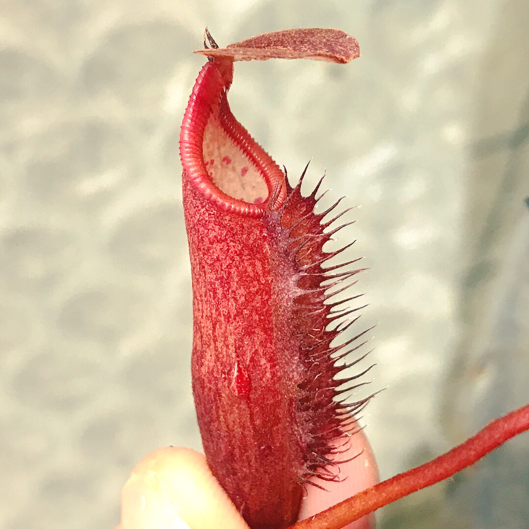 Nepenthes densiflora BE