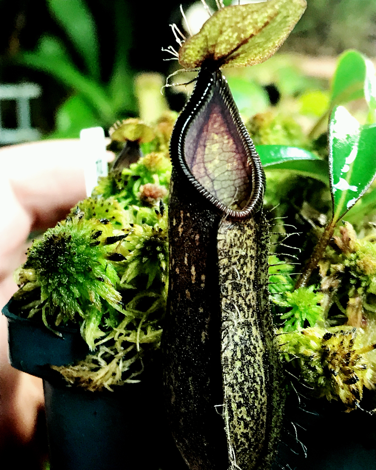 Nepenthes nigra