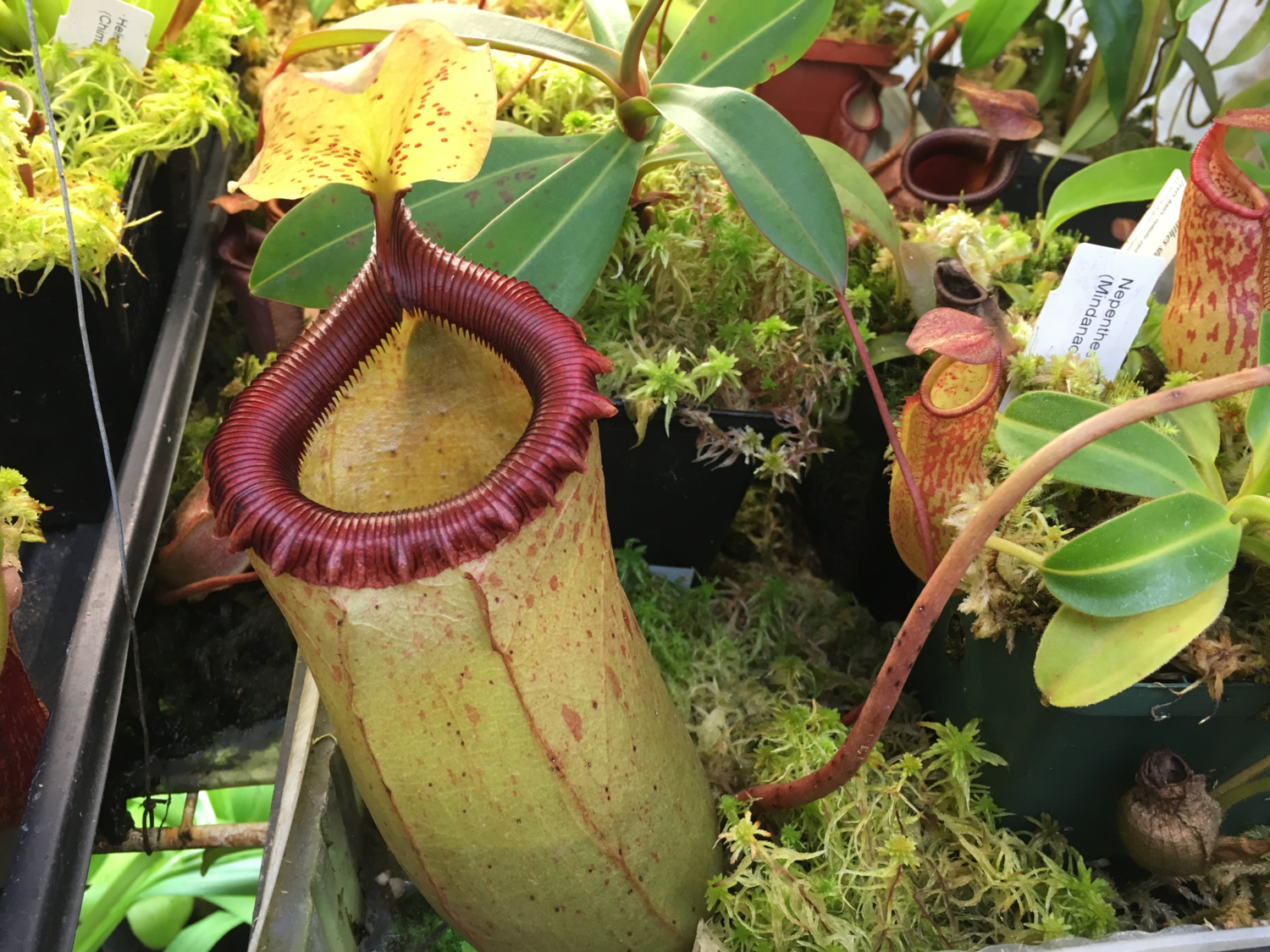 Nepenthes sibuyanensis - X Large Rooted Cuttings