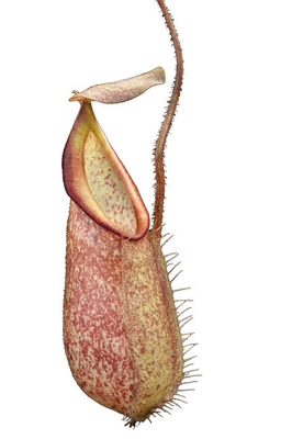 Nepenthes hirsuta - Gunung Serapi