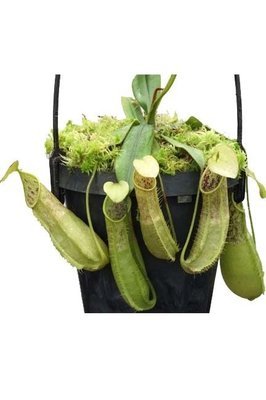 Nepenthes hirsuta - Gunung Serapi