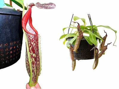 Nepenthes fusca BE-3465 Mamut form