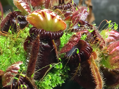 Cephalotus -Coal Mine Beach