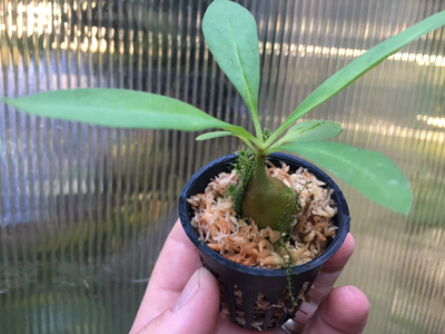 Ant Plant - Myrmecodia armata