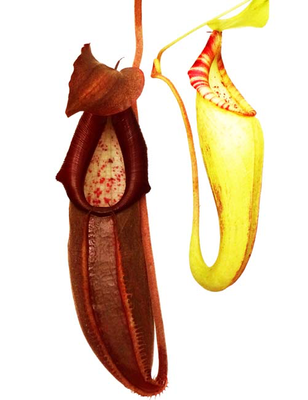 Nepenthes bongso