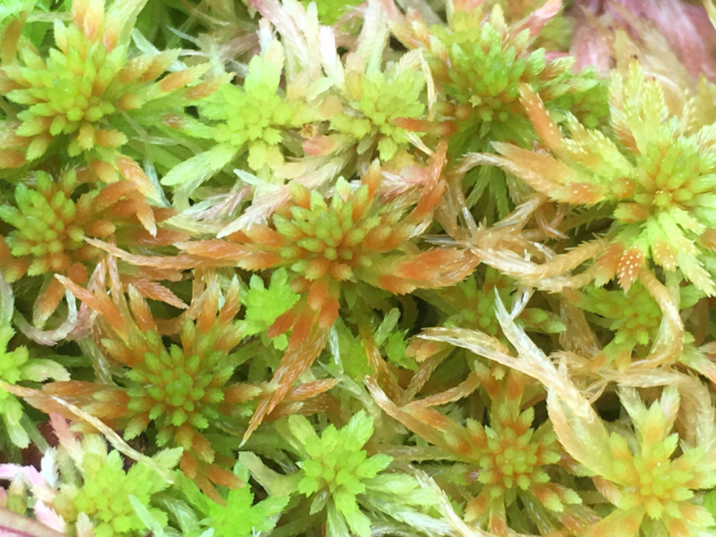 Live Green Sphagnum Moss