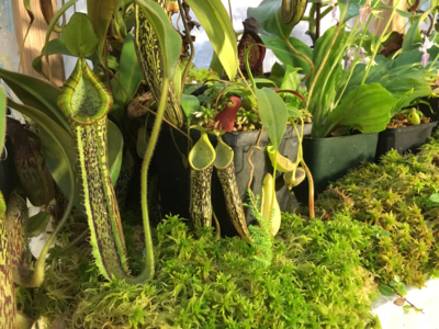 Live Green Sphagnum pacificum/ fallax Moss mix