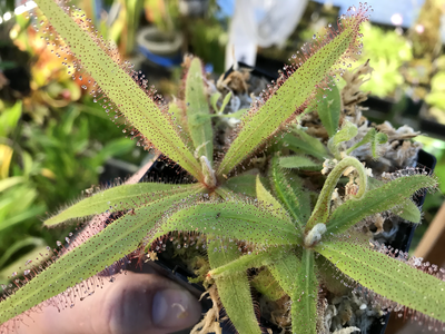 Drosera adelae-The Lance-Leaf Sundew 2+ Plants